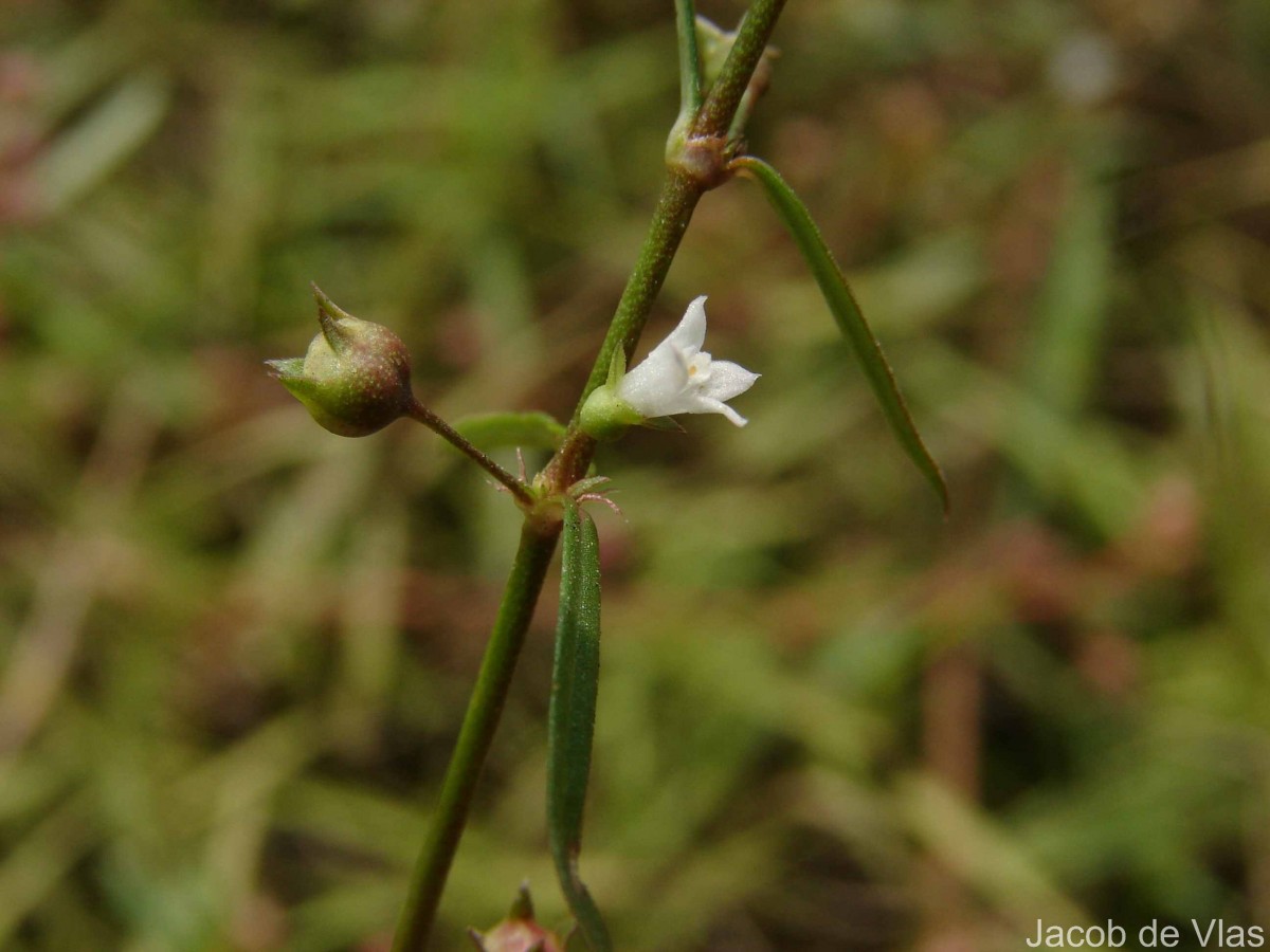Scleromitrion diffusum (Willd.) R.J.Wang